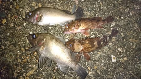 ロックフィッシュゲーム